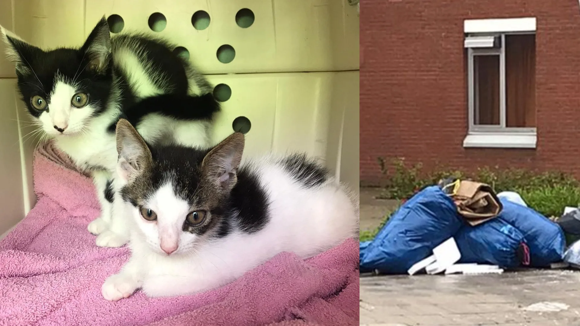 Twee kittens in dichtgeplakte doos bij grofvuil gezet in Amsterdam