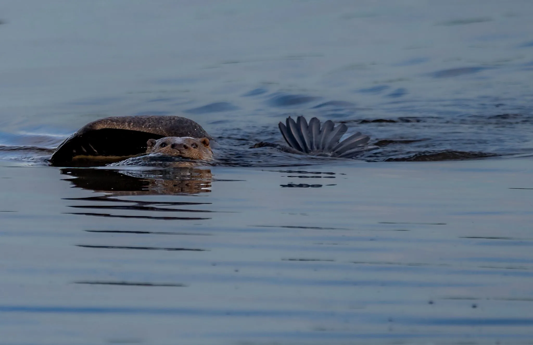Otters in Groningse natuurgebied De Onlanden trekken veel bekijks