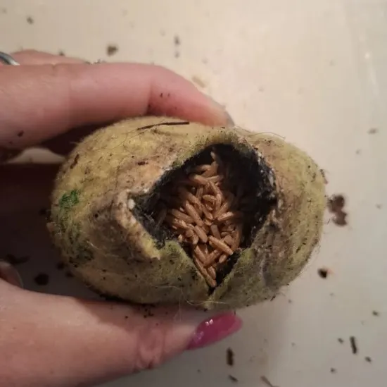 Politie waarschuwt: pas op voor mogelijk giftige tennisballen voor honden