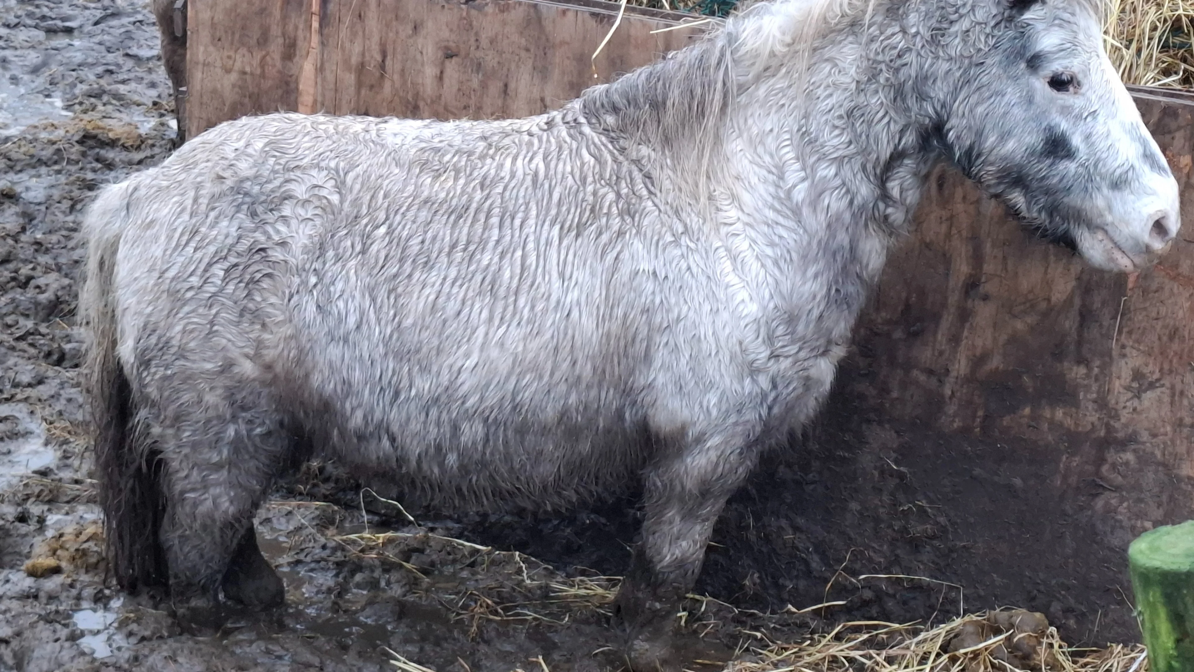 Pony's en paarden die in blubber met ontlasting en urine staan in beslag genomen