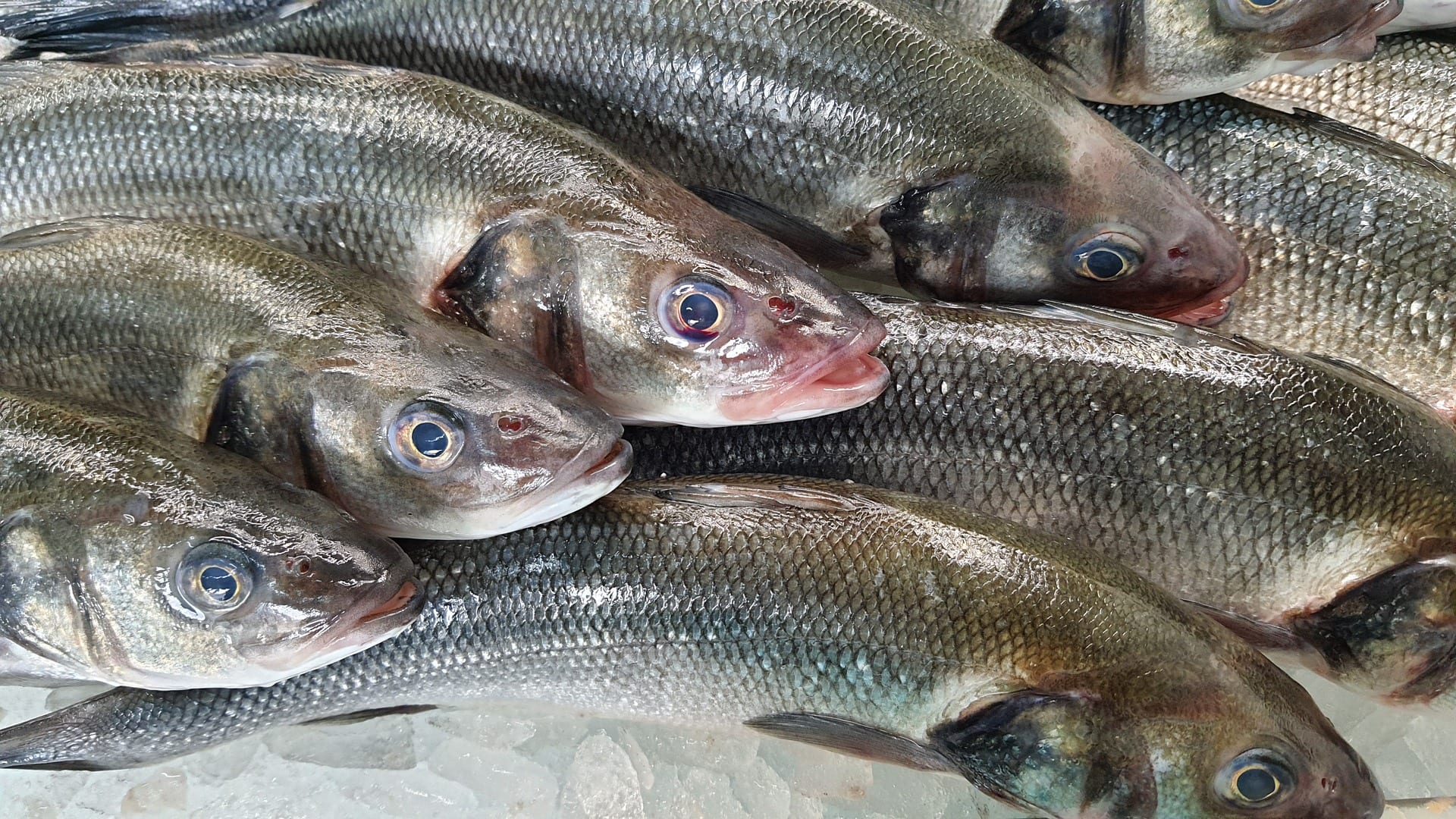 Douane onderschept ruim 200 kilo cocaïne verstopt in vis