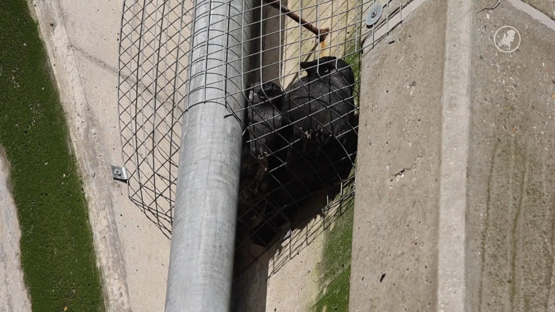 Brandweer redt gevangen kauwtjes onder brug vandaan in Zoetermeer