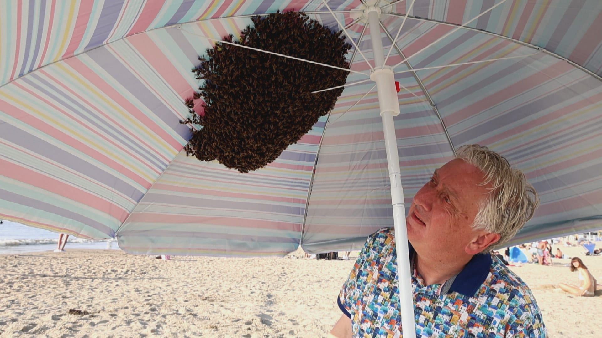Duizenden bijen onder parasol Zandvoort: dit is waarom ze daar neerstreken