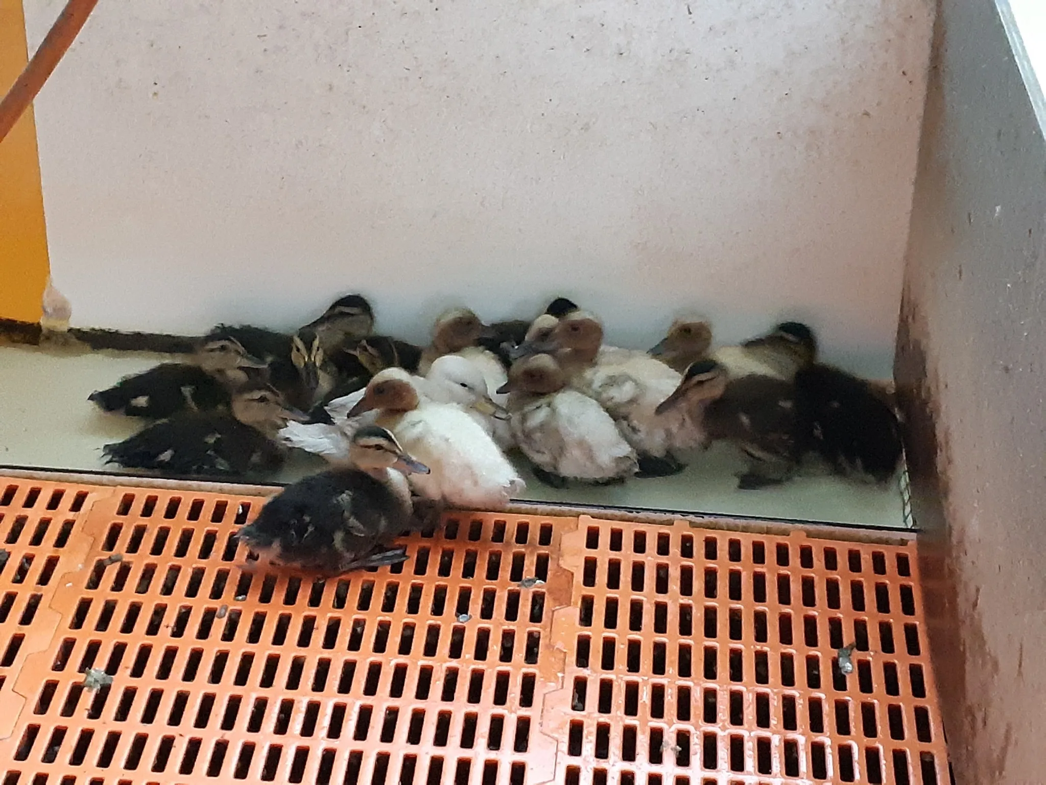 Politie redt 130 illegaal gehouden piepjonge watervogels