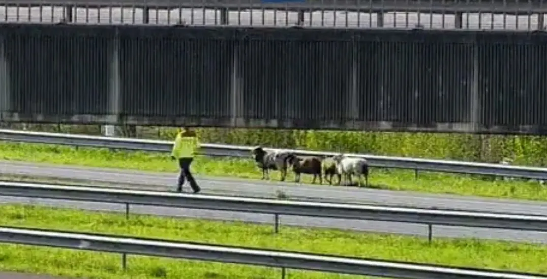 Schaapachtige blikken op de A15: Rijkswaterstaat haalt schapen van de weg