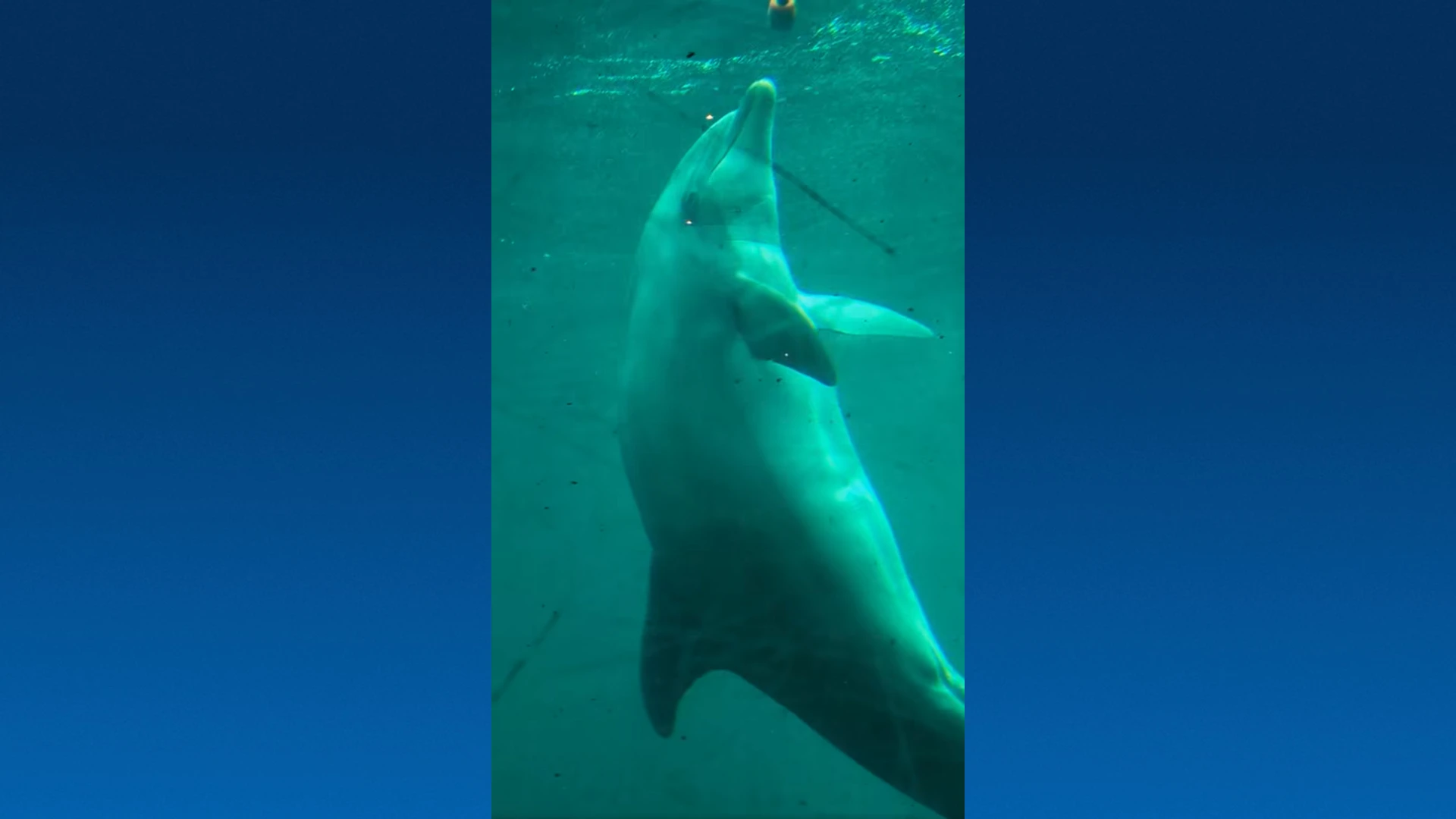 Verdriet in Dolfinarium: oudste dolfijn Honey (58) overleden