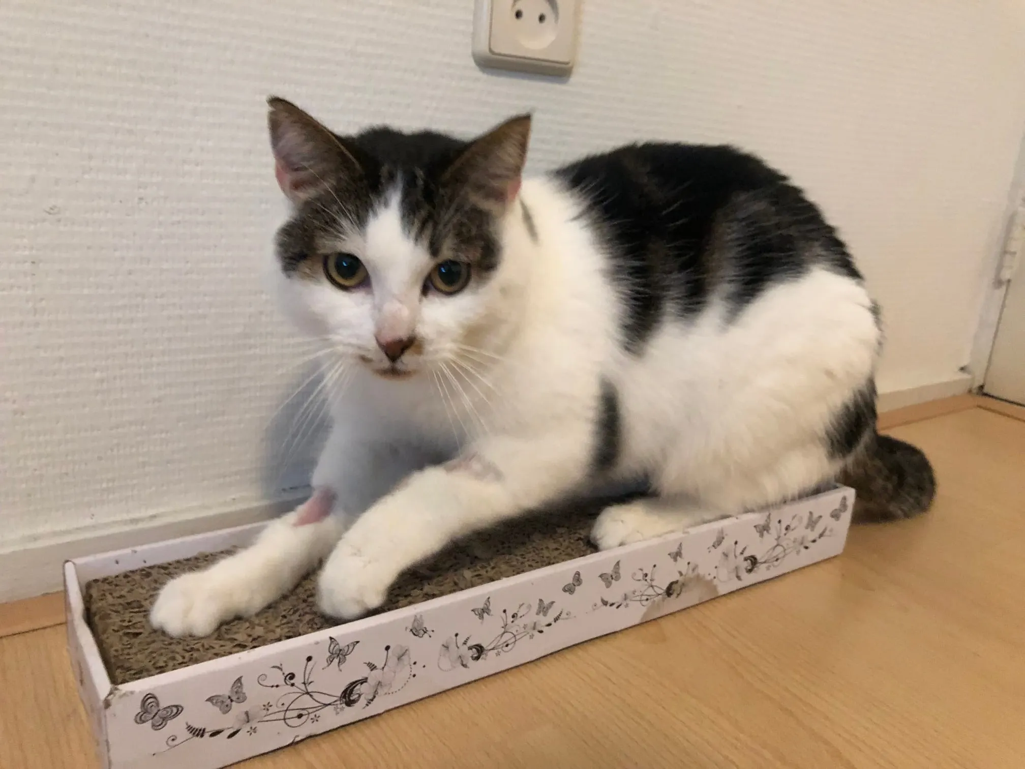 Gedumpte kat Mauwtje verkeert in levensnood, laatste hoop op spoedoperatie