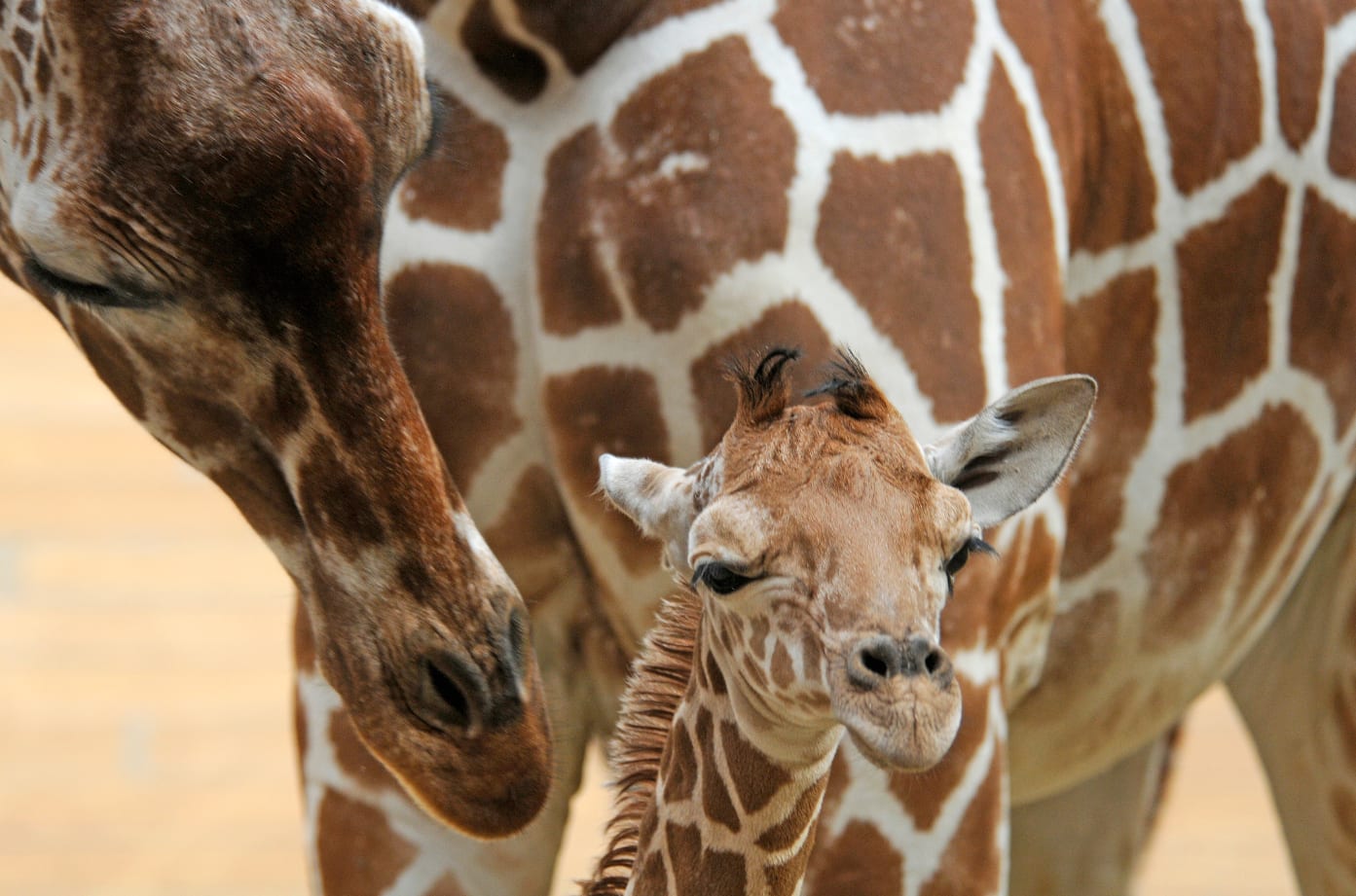 Schattig! Dit is Maartje, het pasgeboren netgirafje in Blijdorp