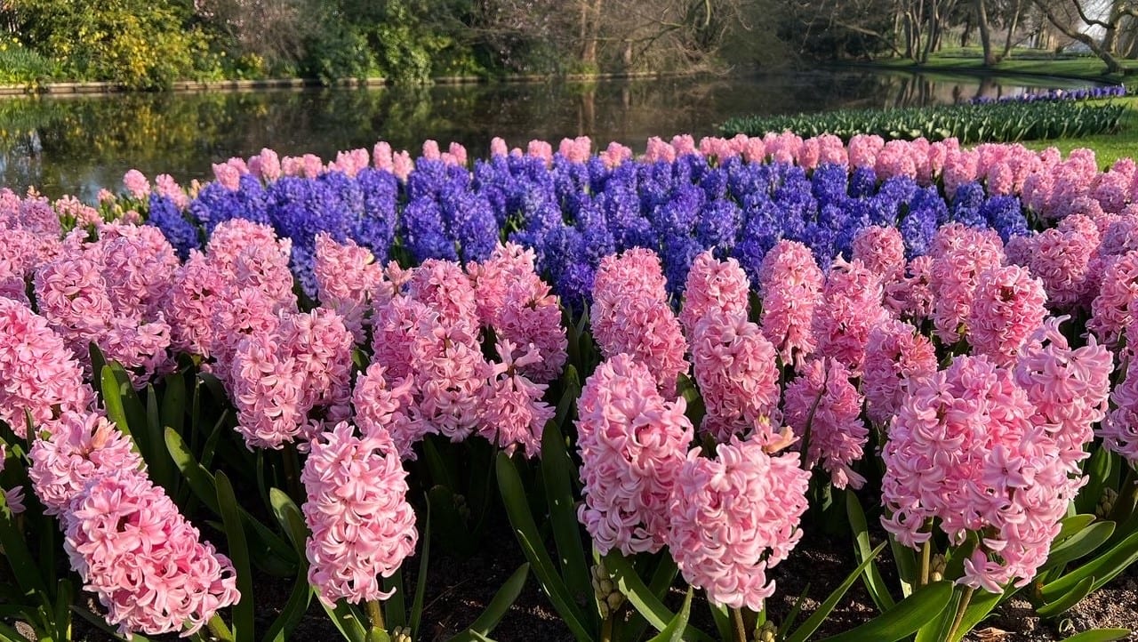 Drukte bij de opening van Keukenhof, kwekers proberen toeristen uit bloemenvelden te weren