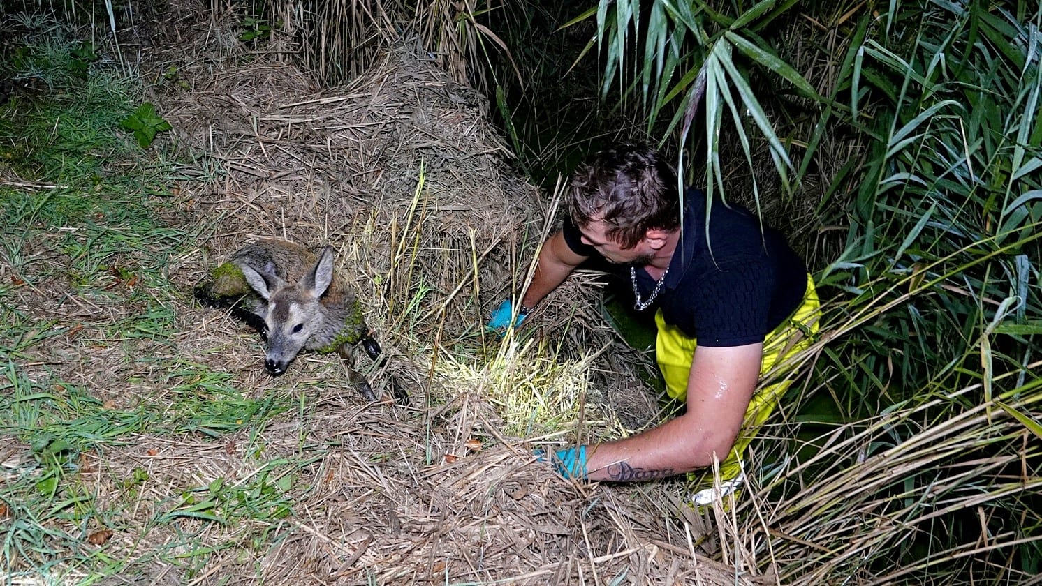 Giovanni redt aangereden jonge ree uit water Wieringerwerf: 'Ik wilde 'm niet laten liggen'
