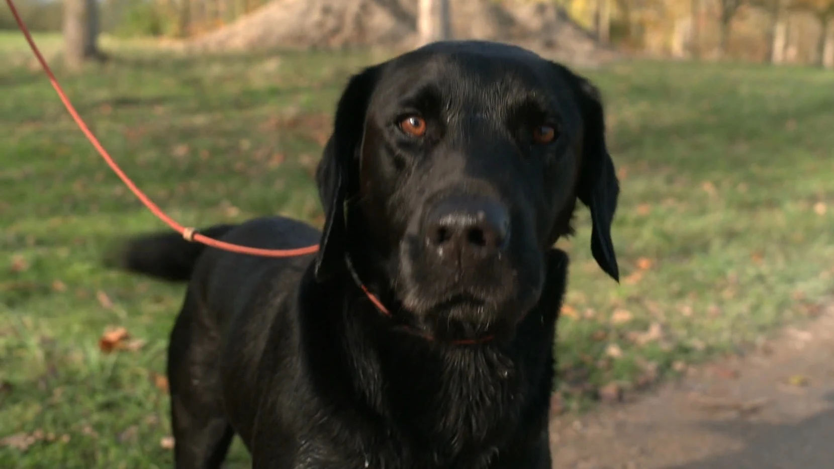 In Zeeland strijden 16 jachthonden en hun baasjes in het NK
