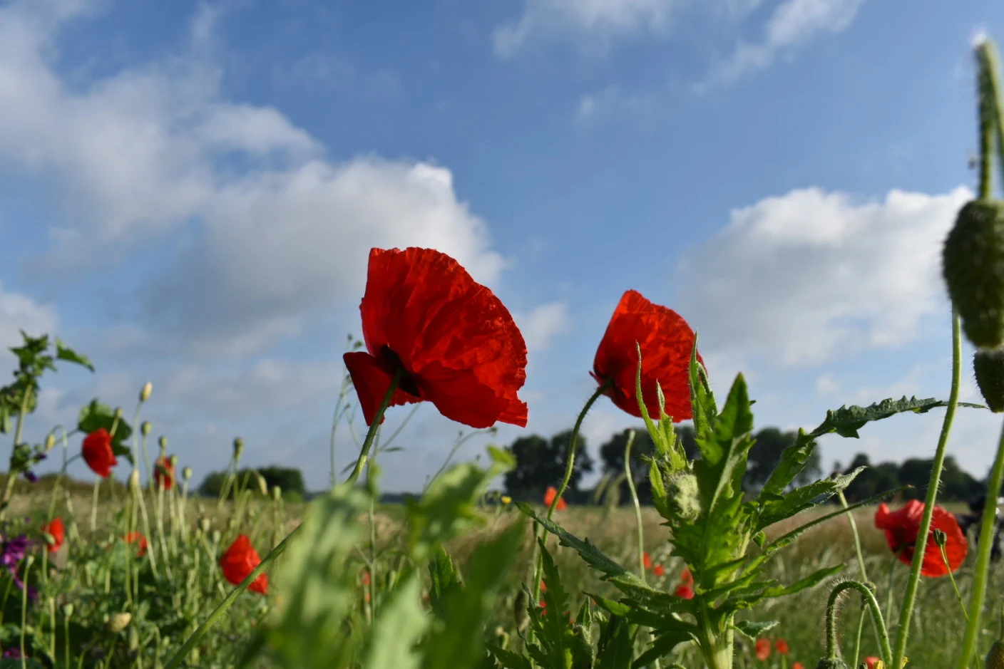 Na een kletsnat Pinksteren eindelijk weer wat zonneschijn