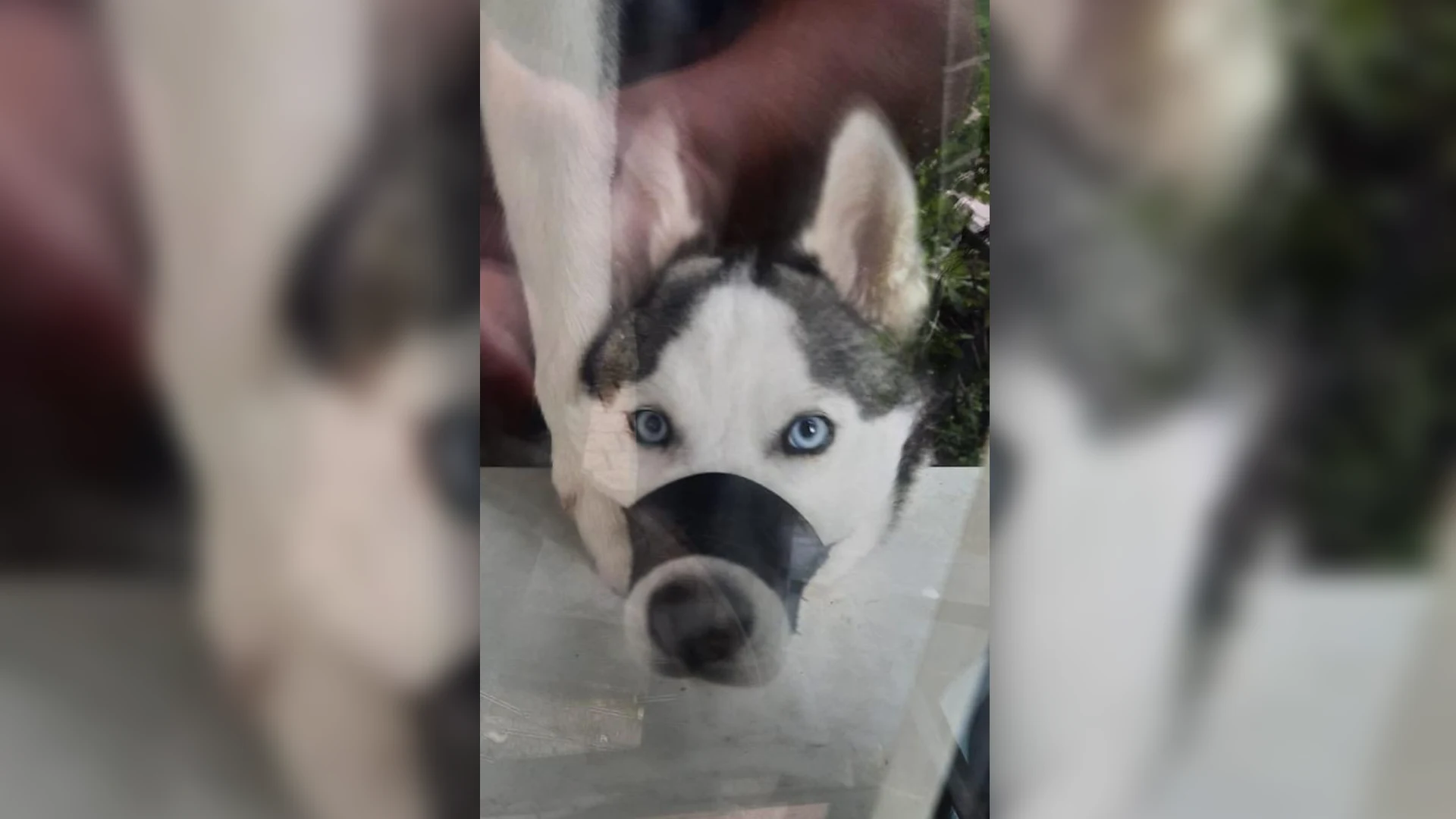 Husky's krijgen snuitjes tegen blaffen terwijl baasjes van huis zijn