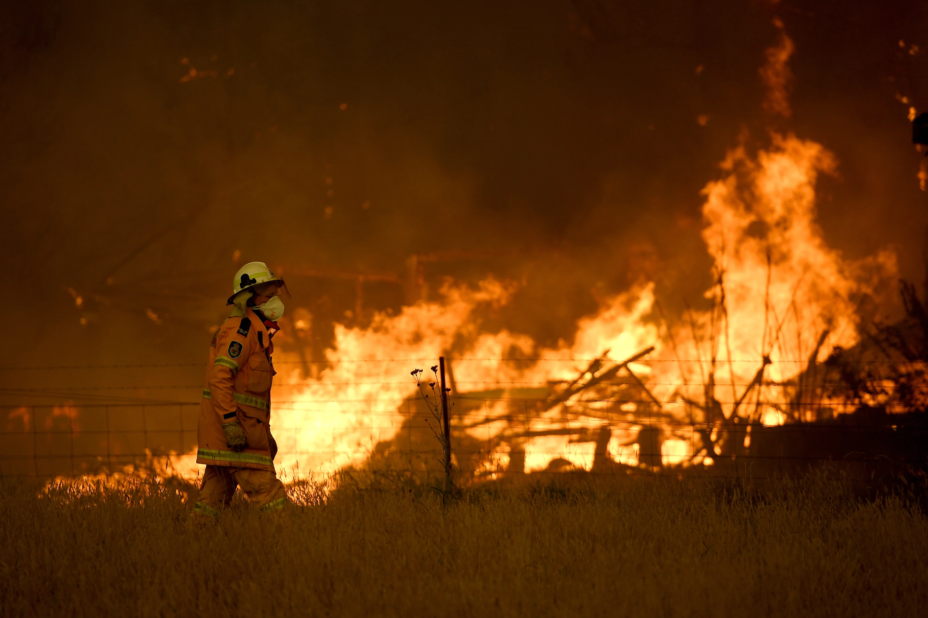 Kinderen halen al 191.000 euro op voor door brand bedreigde koala's
