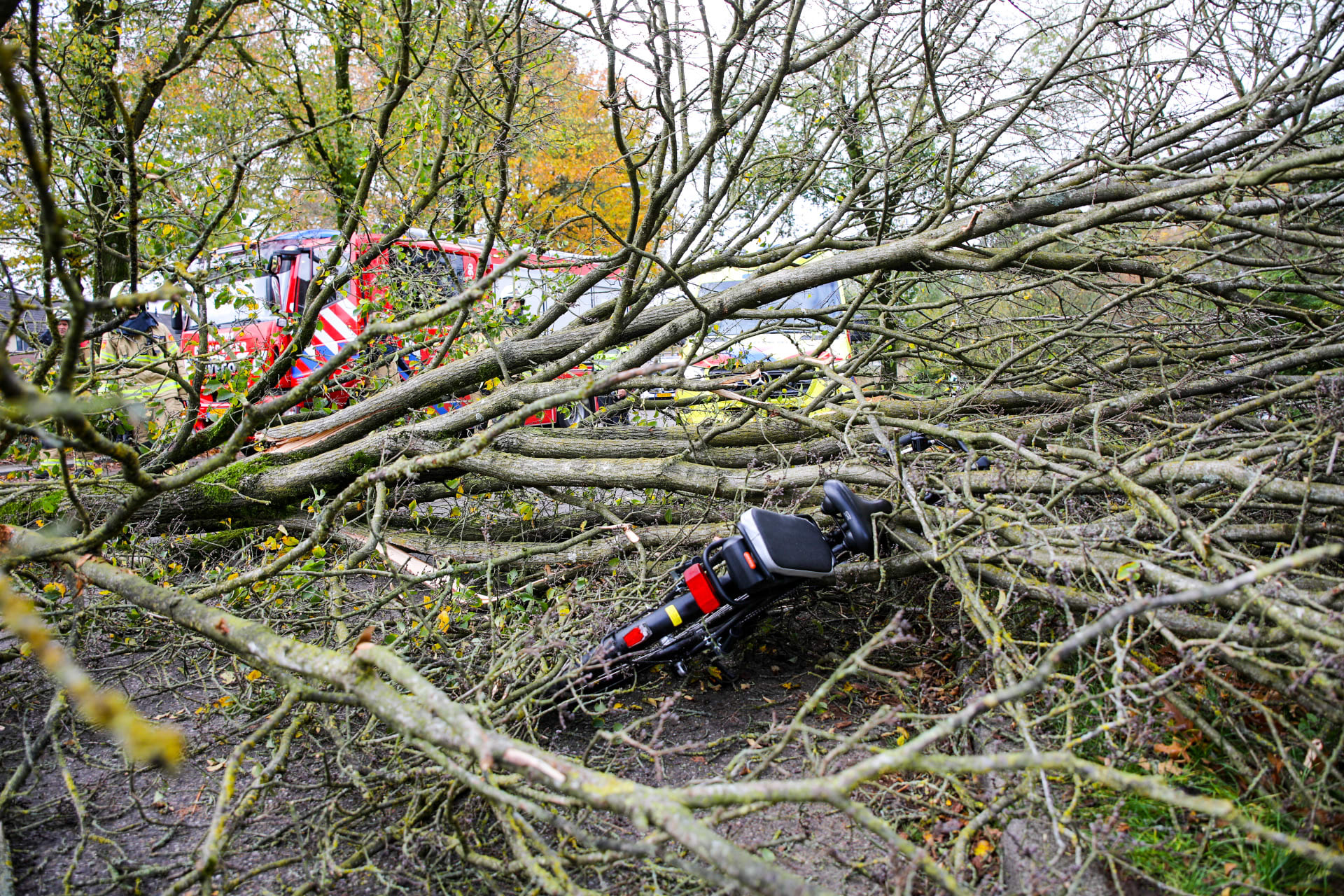 Boom valt op fietsster in Apeldoorn, vrouw met spoed naar het ziekenhuis 