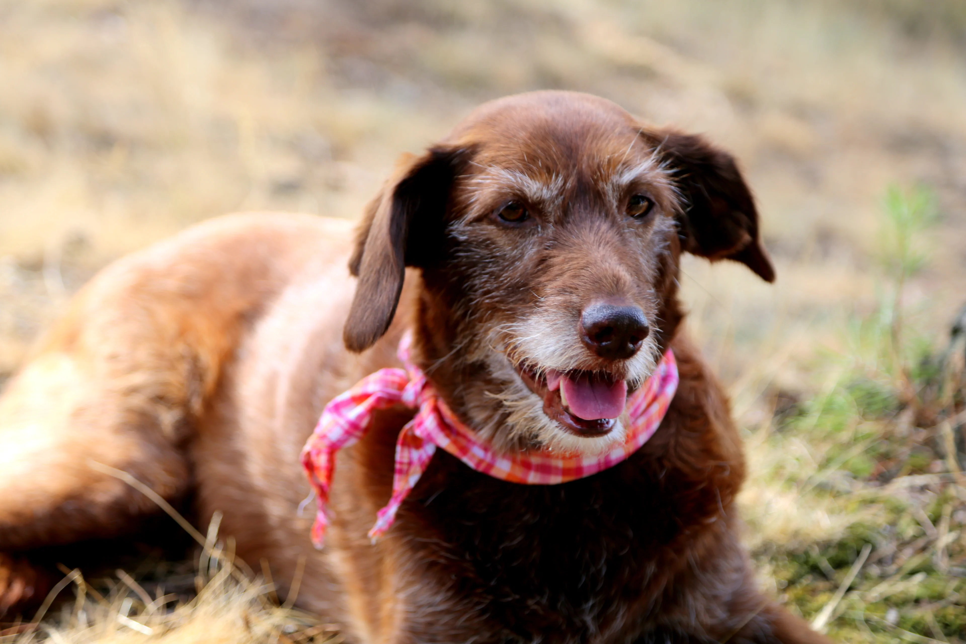 Hond Neeltje dood na 'trap' boze buurman: 'Ze werd gewoon gelanceerd!'