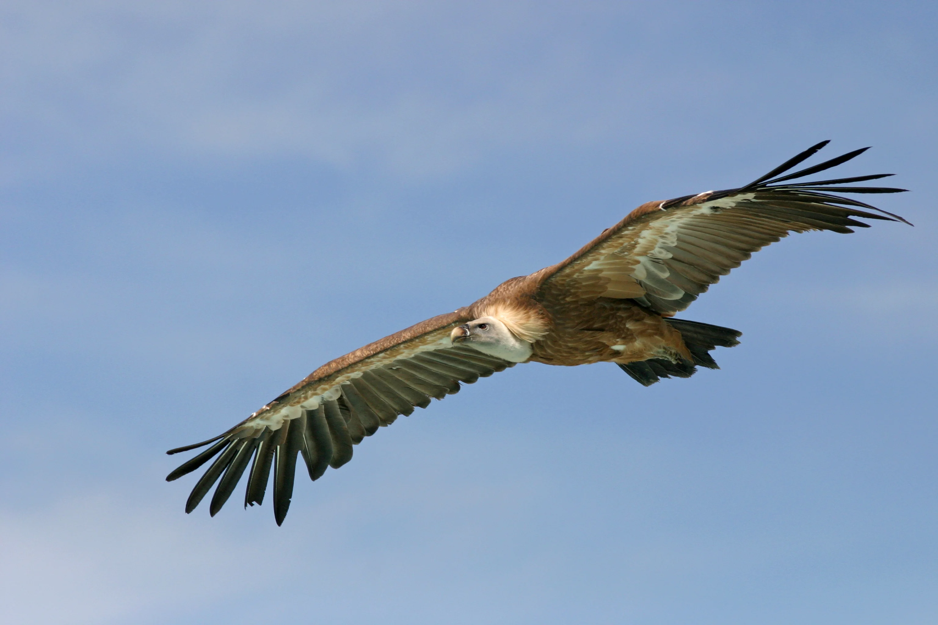 Zeldzaam: vale gieren met spanwijdte van 2,5 meter cirkelen boven ons land