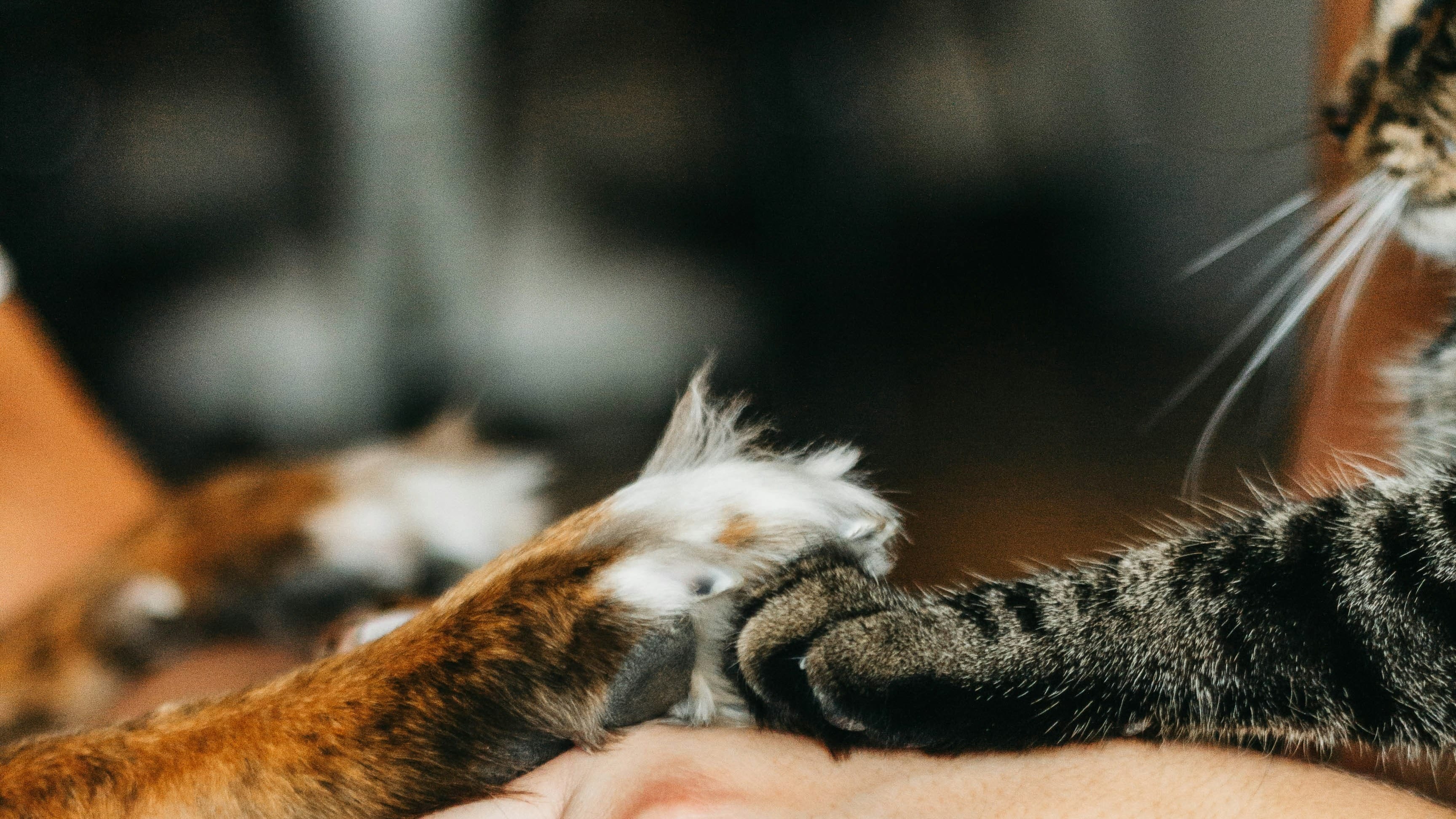 Mysterie in Lelystad duurt voort: dode hond én weer dode kat in water gevonden