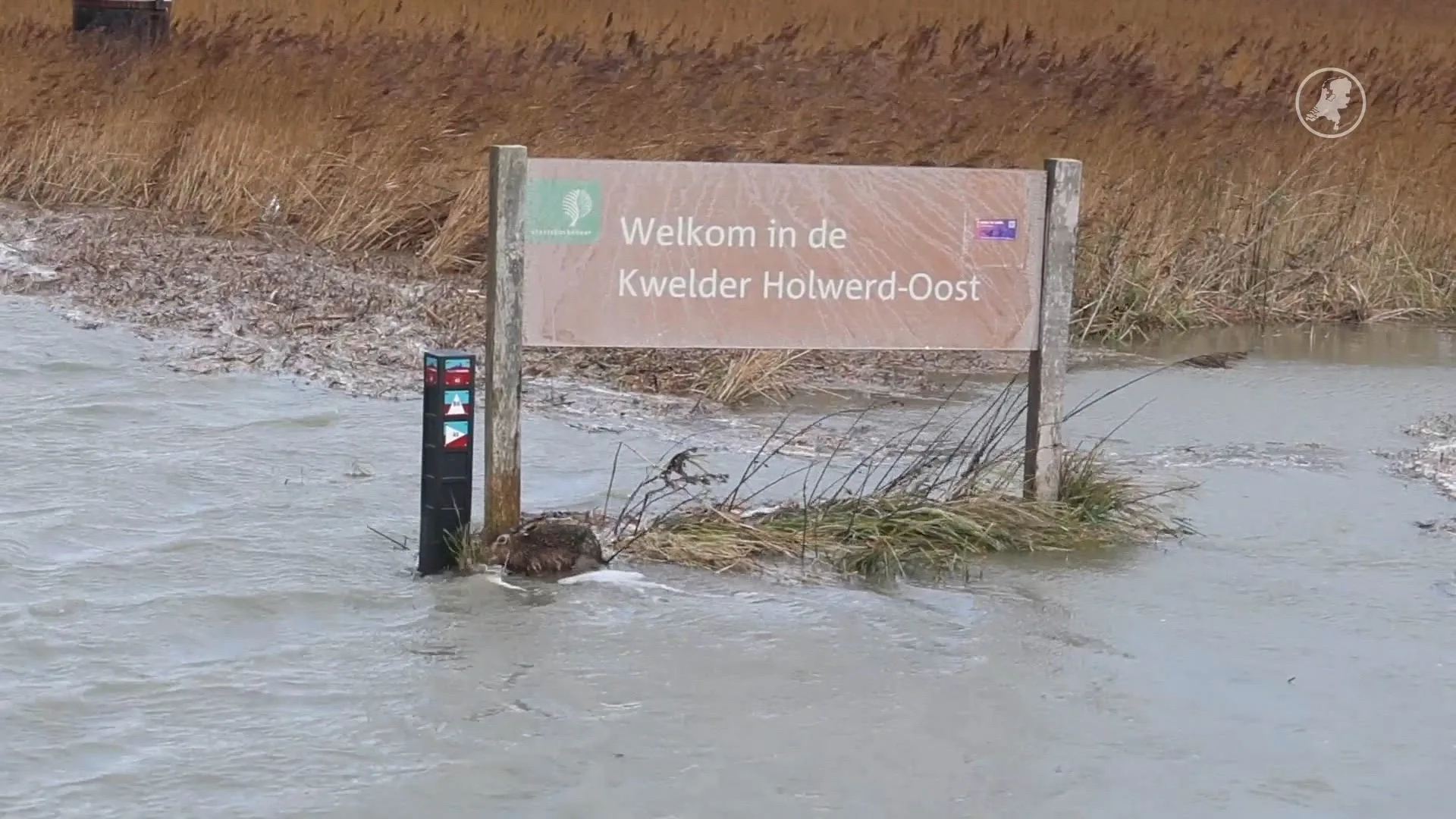 Storm treft ook dieren: hazen en muizen zwemmen voor hun leven