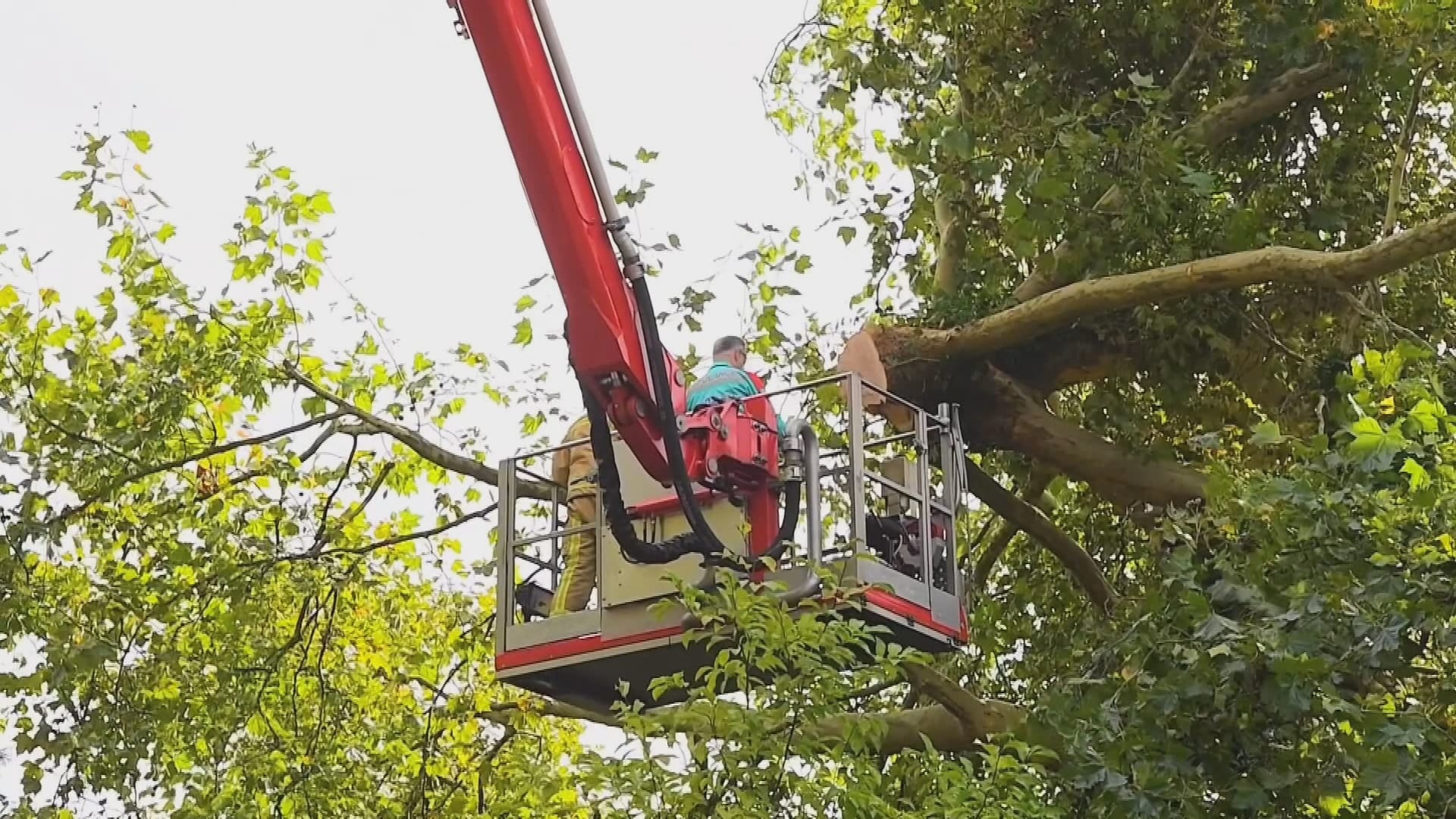 Fataal ongeluk in Aalst: man raakt bekneld en overlijdt bij omzagen boom