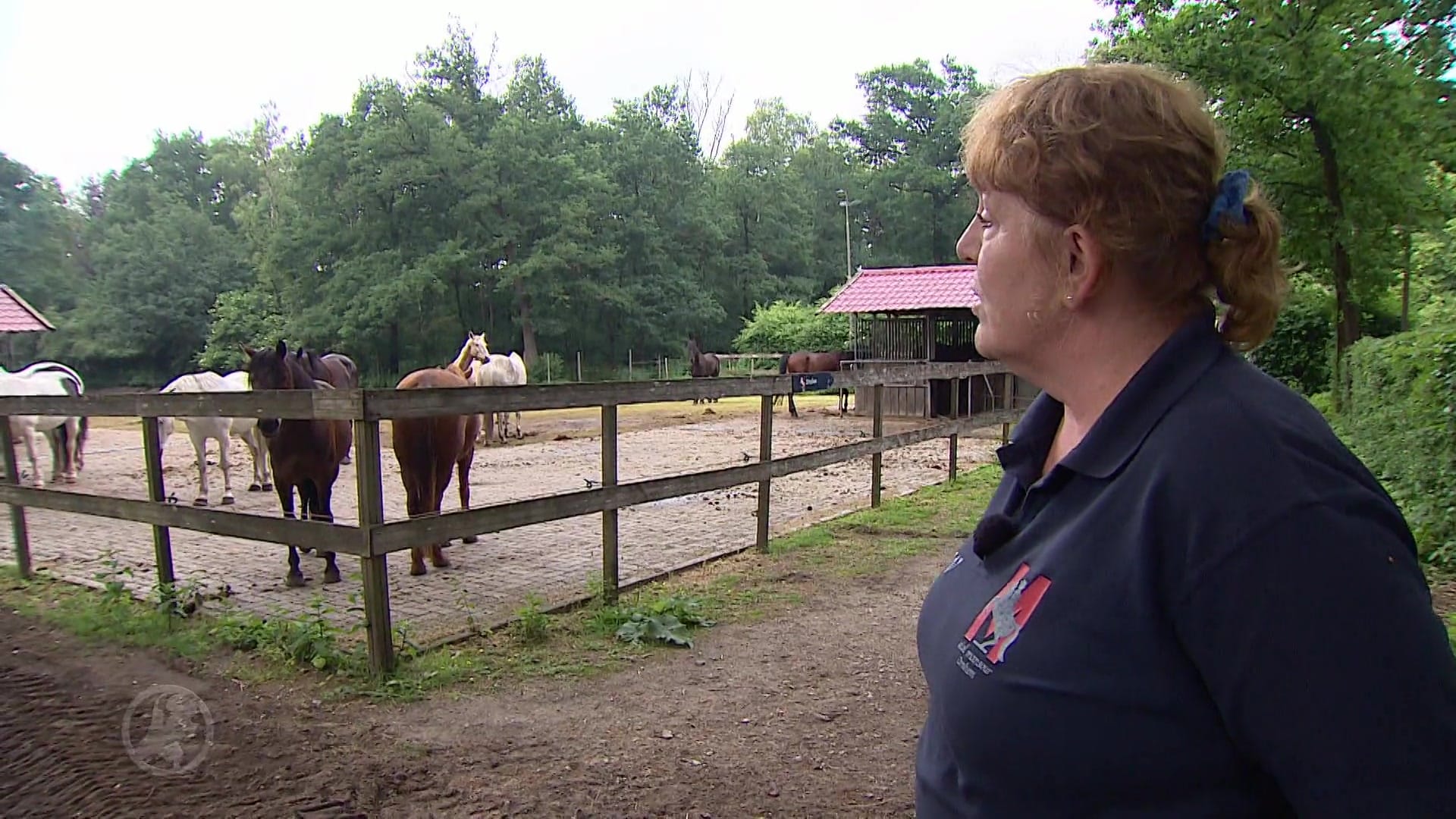 Bijna 50 paarden in Arnhemse stal geveld door onbekende ziekte