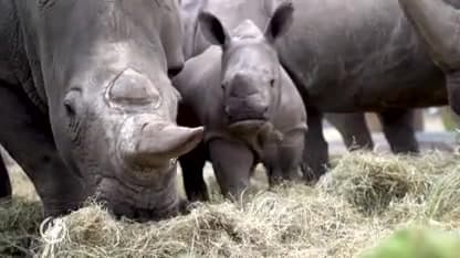 Video: breedlipneushoorn Rolf speelt voor de eerste keer met giraffes, zebra's en antilopen