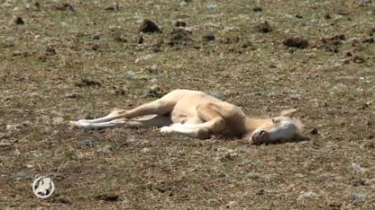 Onvrede onder bewoners Haarsteeg na besluit NVWA over paarden