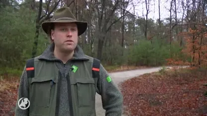 De wolf is officieel terug in Nederland, het dier laat haar sporen na