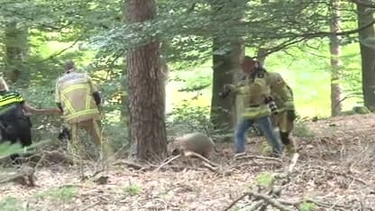 Kantelen aanhanger wordt varkens fataal in Ommen