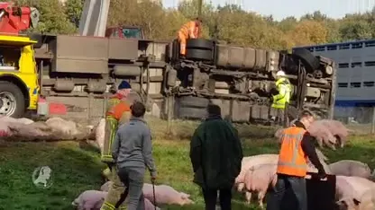 Vrachtwagen met varkens gekanteld op A50: weg voorlopig dicht