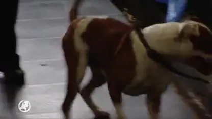 Voorkomen is beter dan genezen; meldpunt voor agressieve honden