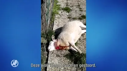 Wolf trekt spoor van vernieling op de Betuwe, bewoners maken zich zorgen