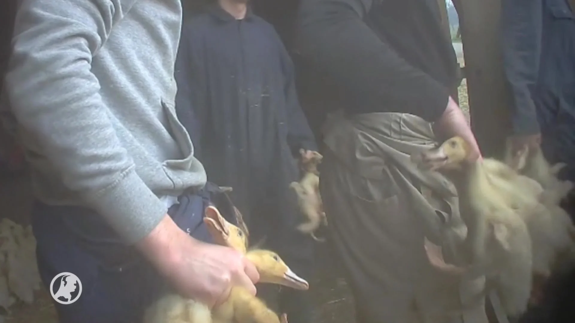 Gruwelbeelden bij Nederlandse eendenfokkers