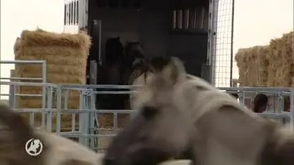 Konikpaarden uit de Oostvaardersplassen op transport naar Wit-Rusland