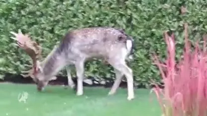 Nico had een damhert in de tuin, een dag later werd het afgeschoten