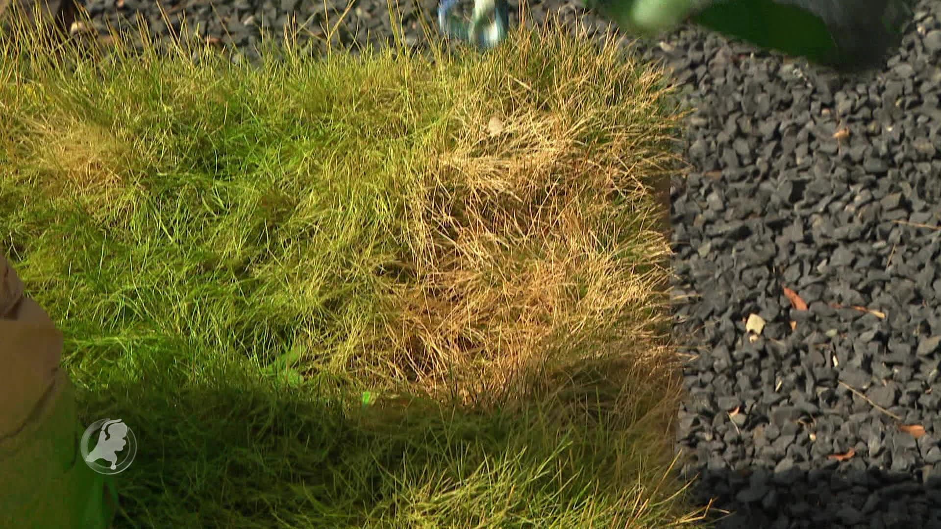Dit bedrijf spuit dorre planten weer groen