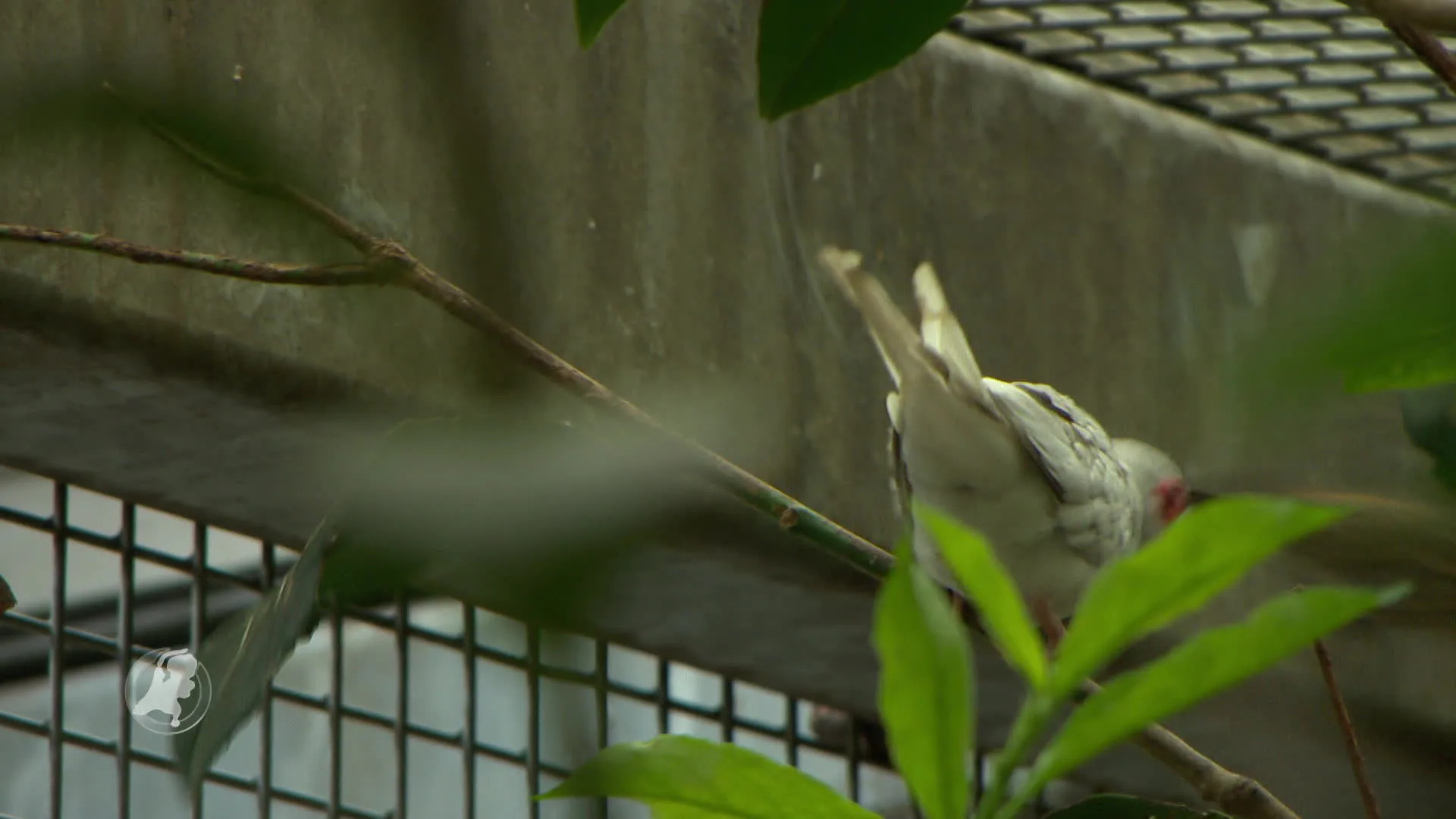 Regelzucht maakt einde aan Marco's volière