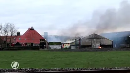 Koeien overleven brand in stal in Friese Oldewoldholte niet