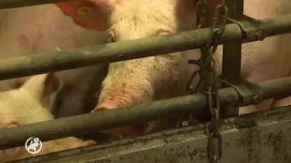 Stankoverlast door slachthuis