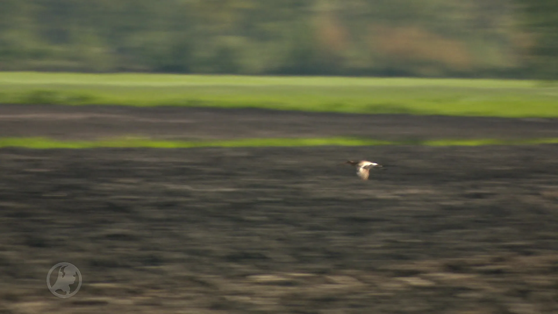 Friese Vogelwacht zet stroomdraad in om nesten vogels te beschermen