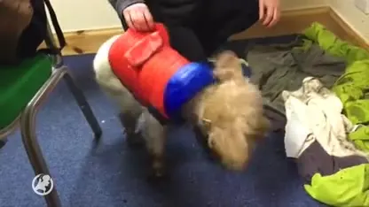 Hond ondanks harde wind en kou na twee dagen gered met helikopter