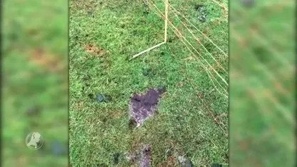 Schaap op gruwelijke wijze geslacht in wei van hobbyfokker Johan