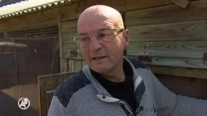 Dieven stelen voor 50.000 euro aan 'speciale' duiven in Oirschot