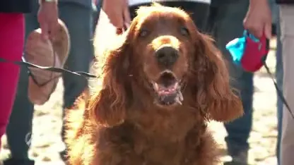 Woede om losloopverbod honden op strand van Vlissingen