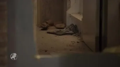 Zwaar explosief door brievenbus gegooid in Deventer