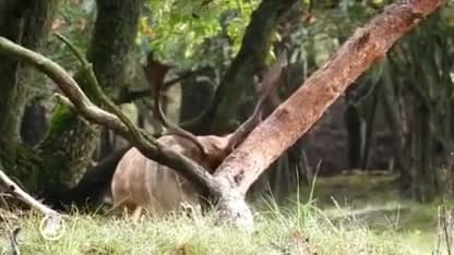Herten burlen er weer op los in de bronstijd