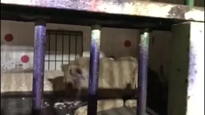 Leeuw Simba verplaatst naar groter verblijf in Bagdad