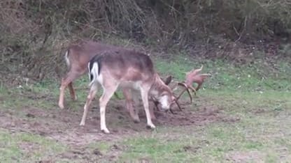 Twee herten met geweien verstrikt in Zandvoort