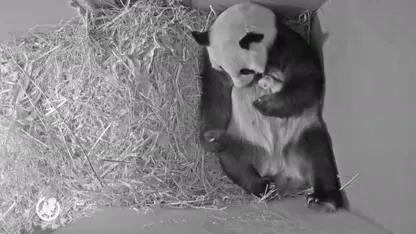 Babyreuzenpanda maakt het goed