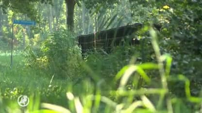 Vier gedumpte katten verslonden door honden in Almere